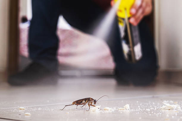 Bird Control in El Mirage, AZ